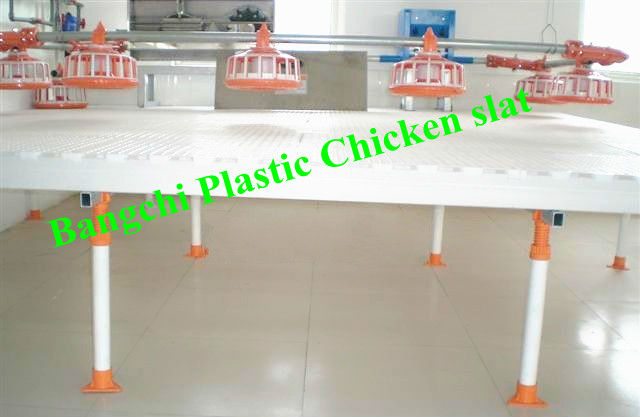 chicken slat.jpg