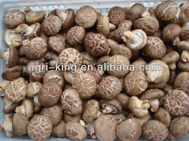 frozen shiitake mushroom slice