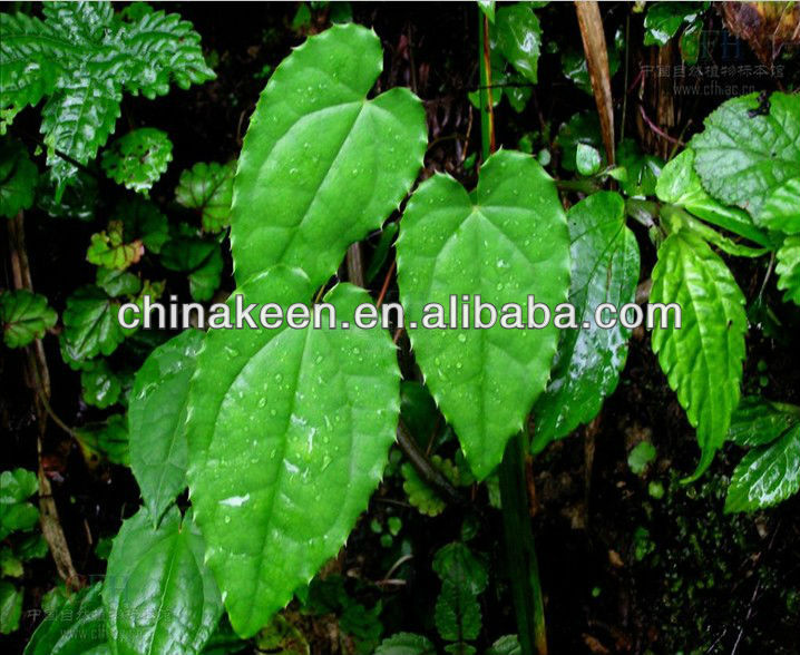 Icariin Epimedium Sagittatum Extractchina Keen Source Price Supplier 21food 9088