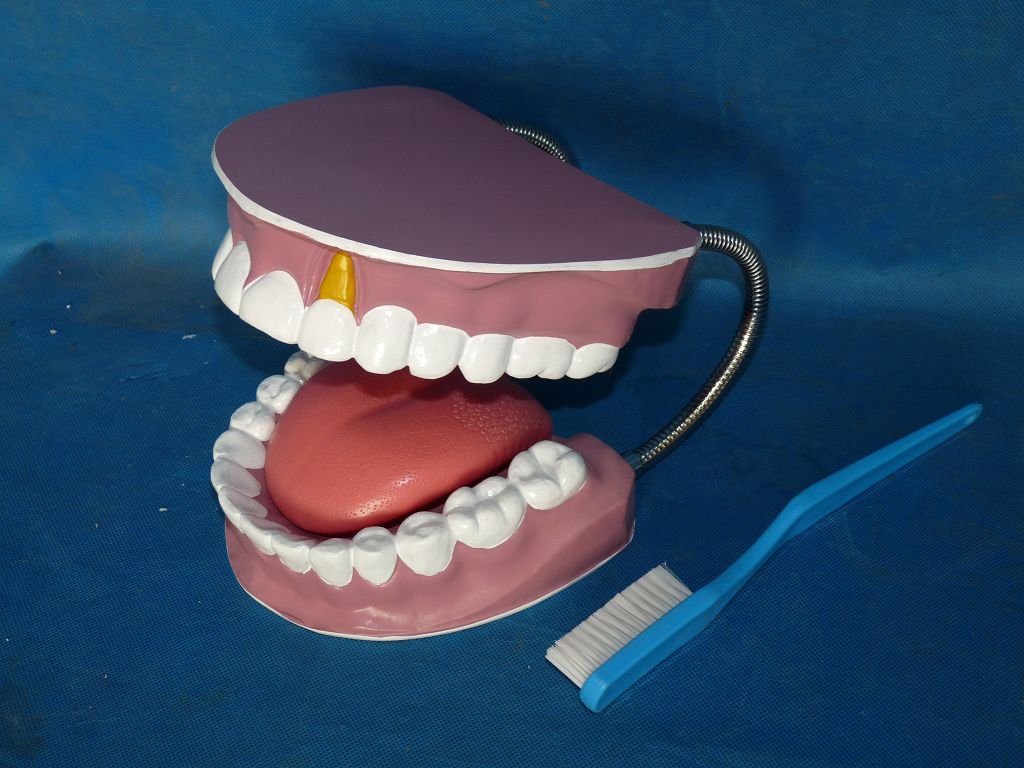 Dental Jaw