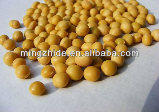 green mung beans specification