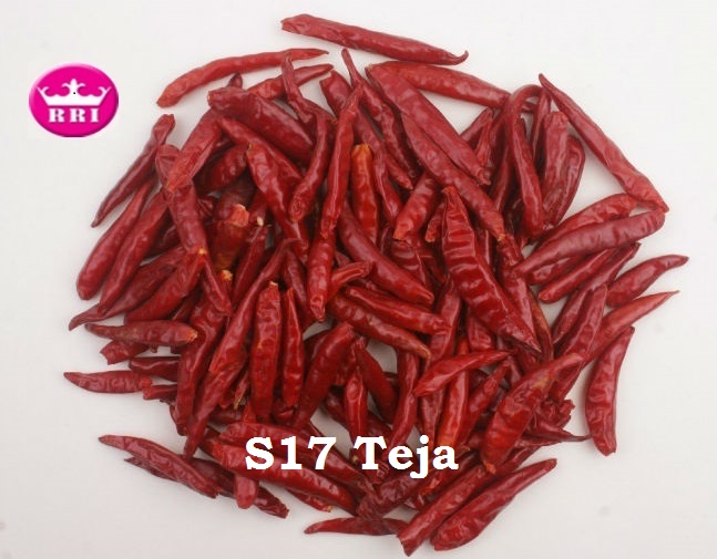 RajahRani Impex Private Limited - S17_Teja_Chilli