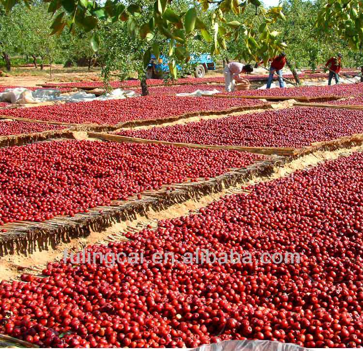 red chinese date dried dates