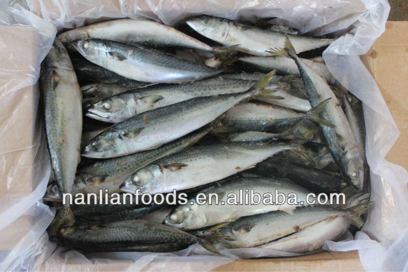 200-300sea4