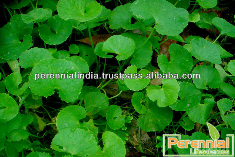 Gotu Kola Extract / GMP Centella Asiatica 50% Asiaticosides HPLC / Halal Centella Asiatica Extract