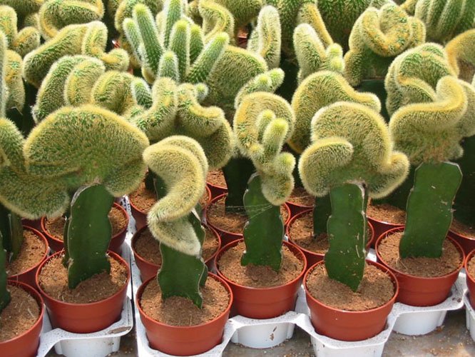 Grafted Cacti