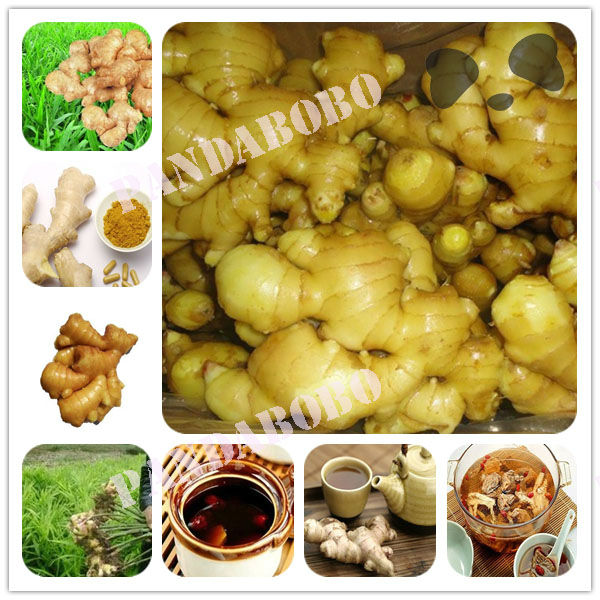 high quality ginger price in china
