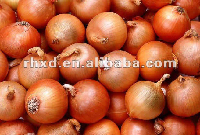 fresh red onion(2013 lowest price)