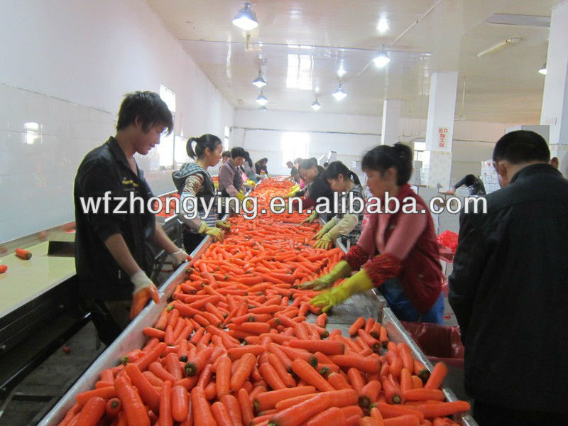 2013 bright red carrot,new corp