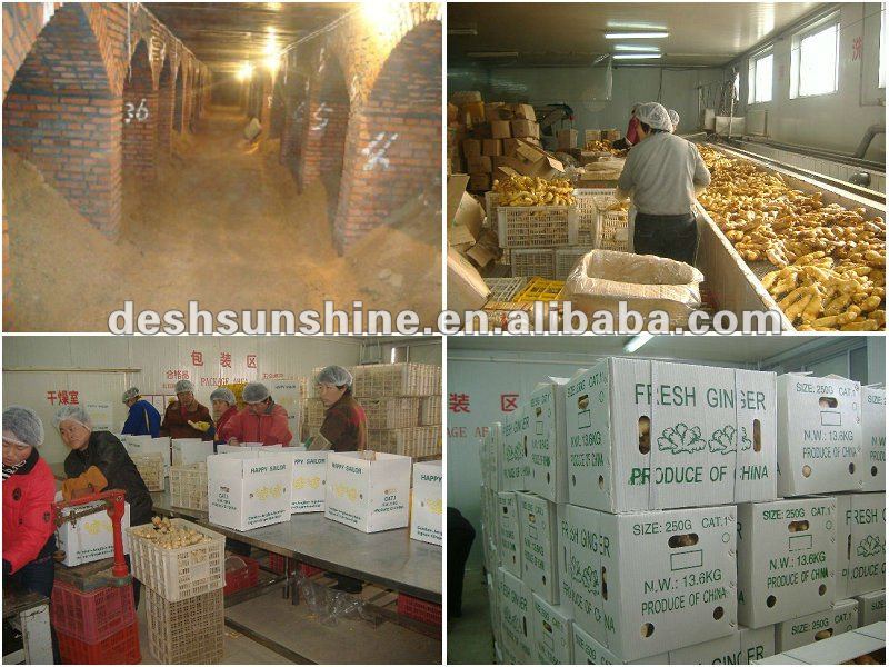 Grade A fresh ginger in china(100-350g)