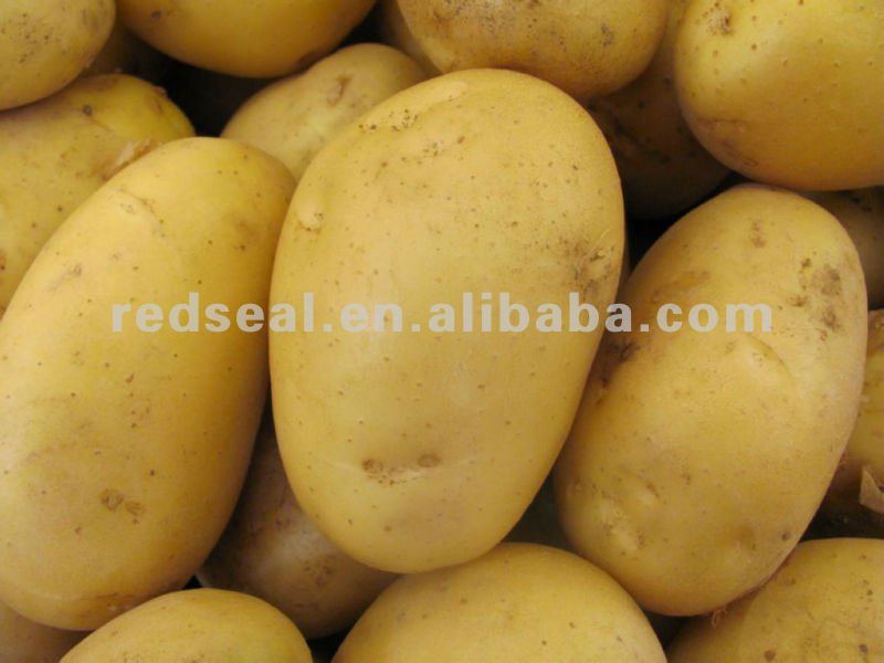 Looking for Buyer of Potato