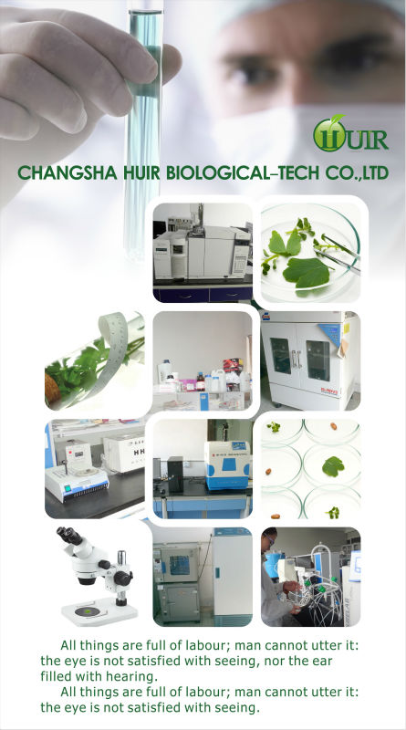 Hypericum perforatum extract UV 0.3%