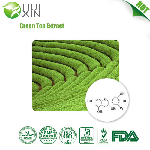 green tea extraction polyphenols powder