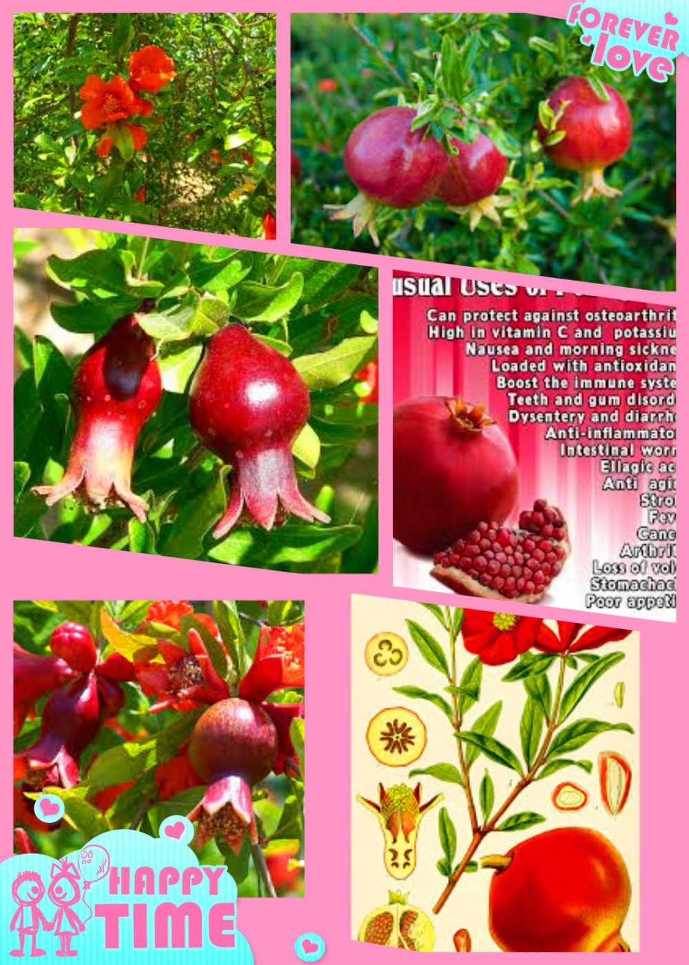 Free Venus 100pcs// bag Red Raspberry Seeds Garden Fruit Bilberry Raspberries Flowers