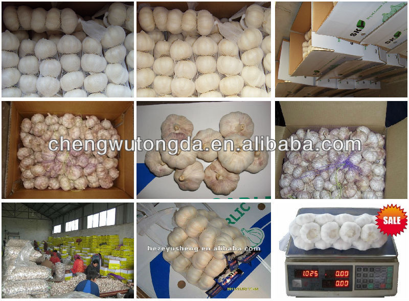 5.5cm fresh garlic good quality garlic at best price for hot sale