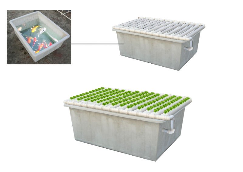 aquaponics system