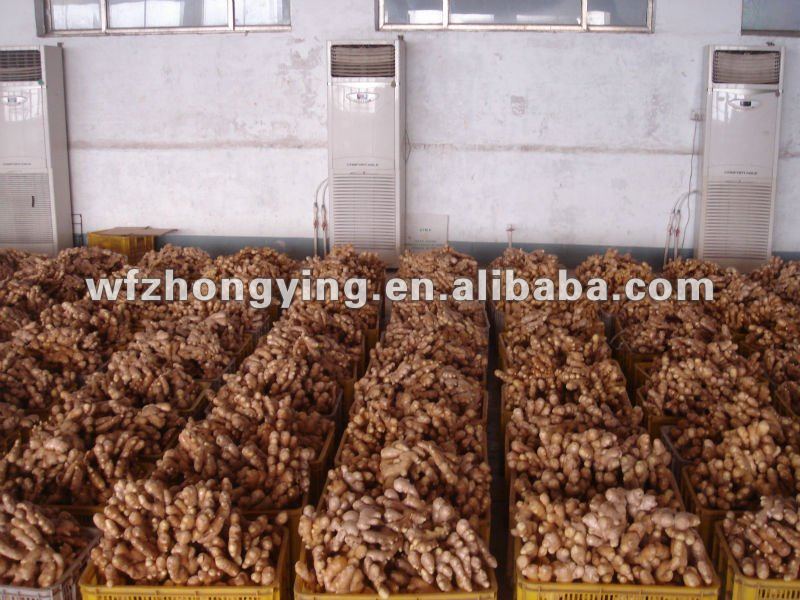 new crop half air dry ginger for sale