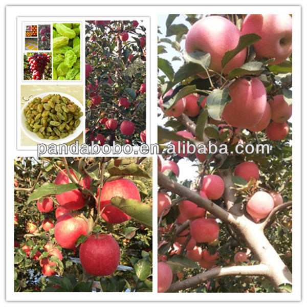 apple fruit specification fresh apple fruit on hot sale