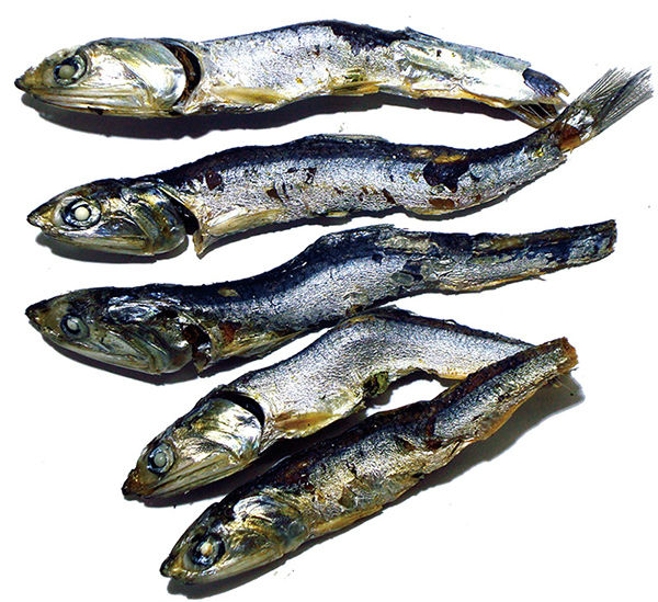 Niboshi (dried sardines) [P]10kg Box for Ramen Noodle Cuisine