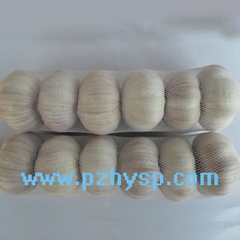 fresh garlic/ginger /onion in Pizhou
