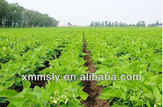Chinese bulk frozen whole green beans