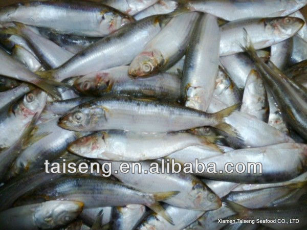 High Quality all types of sardine fishes