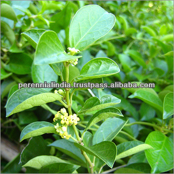 Gymnema extract GMP, Gymnema extract 75% Gymnemic Acid / Gymnema sylvestre extract 25% / Gurmar Extract