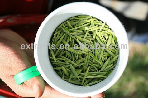 High quality No additives green tea powder extract