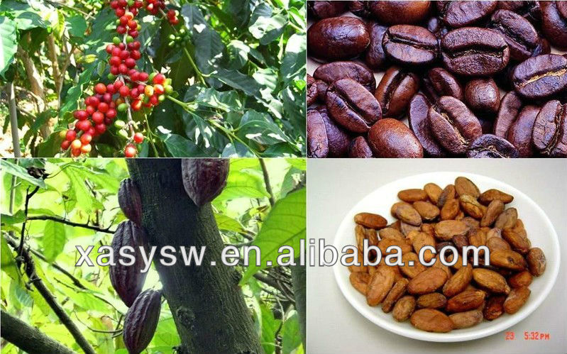 High Quality Cocoa Seed Extract Theobromine