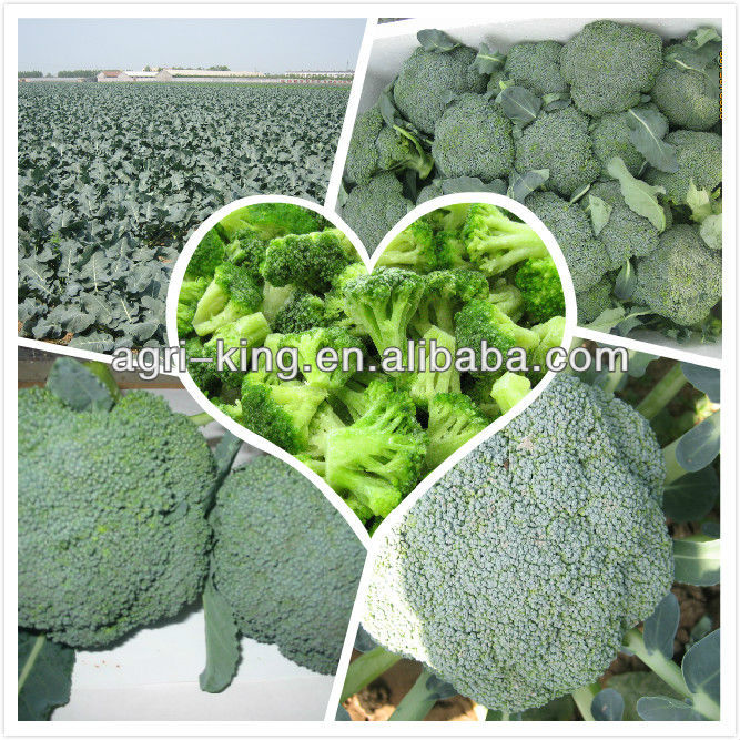 iqf nutritional frozen broccoli,China Yokid price supplier 21food