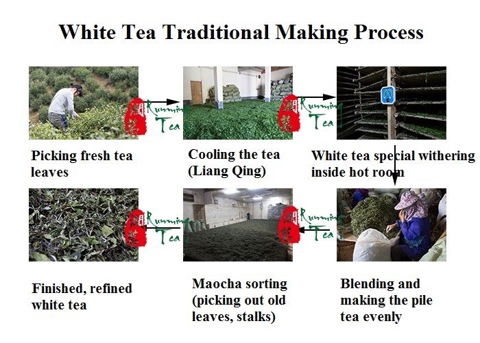 white tea extract