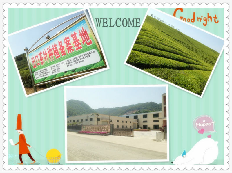 Gunpowder Green Tea 3505A