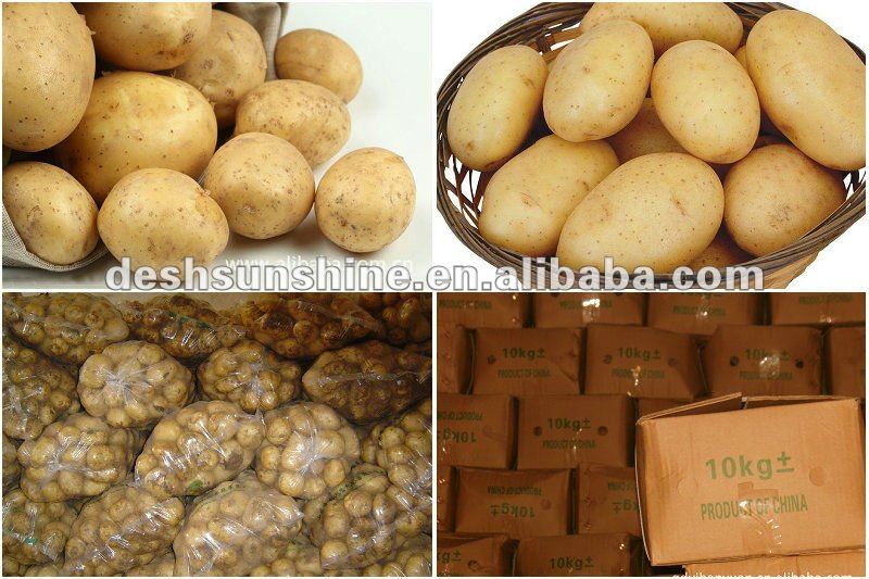 Export 2012 new crop holland potato price