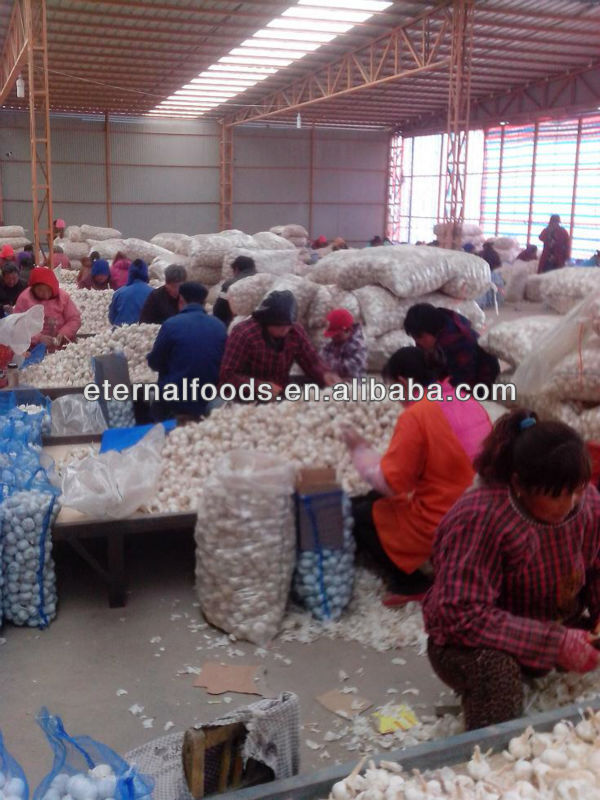 export 5.5cm pure white garlic to canada