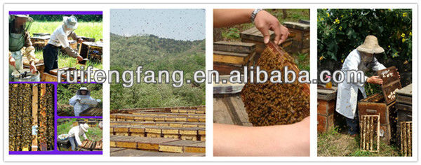 Improve sleep health drinks pine pollen tablet