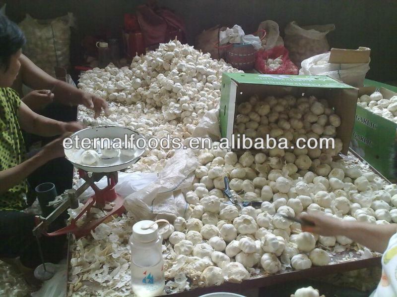 export 5.5cm pure white garlic to canada