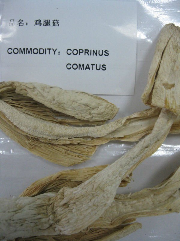 rare edible fungus and chicken leg Coprinus comatus mushroom