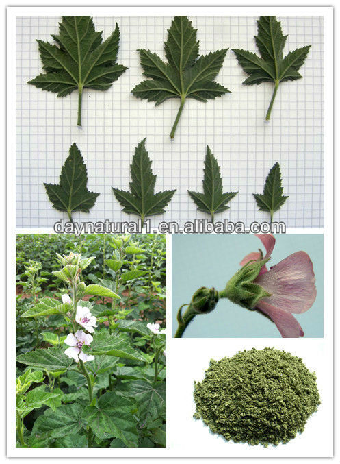 Herbal Extract Marshmallow Leaf Powder (Althaea Officinalis ) HPLC/UV 10:1
