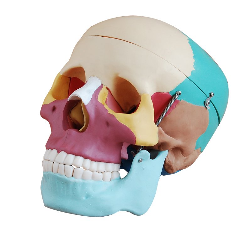 命- サイズ頭蓋骨骨に色が付いているプラスチック製の頭蓋骨問屋・仕入れ・卸・卸売り