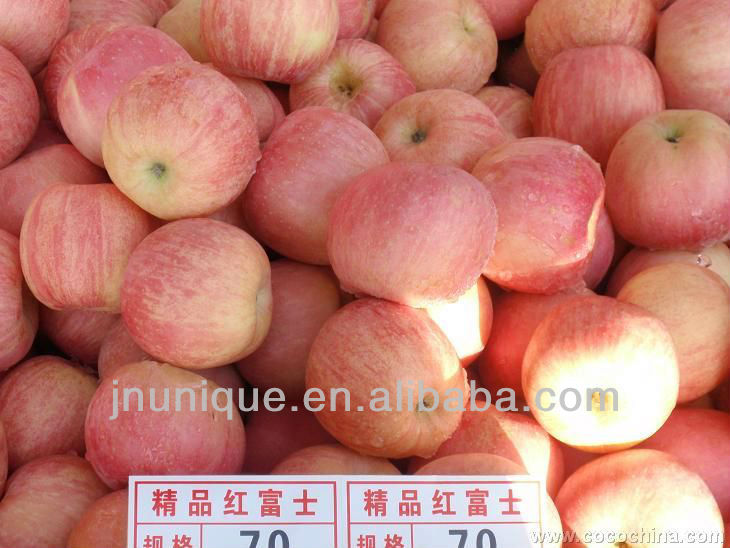 rcustard apple fruit/ed fuji apple,sweet apple fruit/wood apple fruit