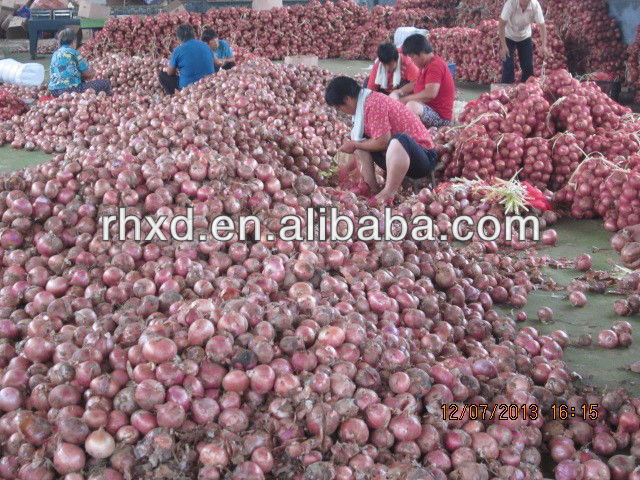 fresh red onion price