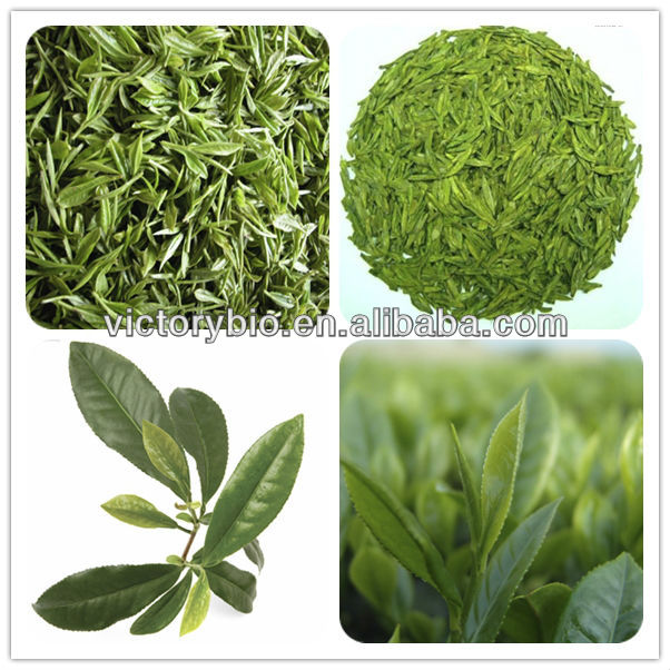 high quality green tea extract powder in store