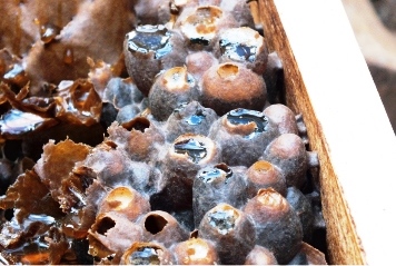Japanese high quality mature pure honey with propolis for health food