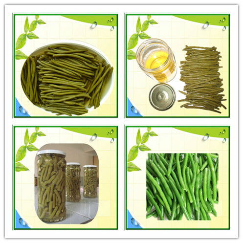 Canned fresh style green beans China surplier