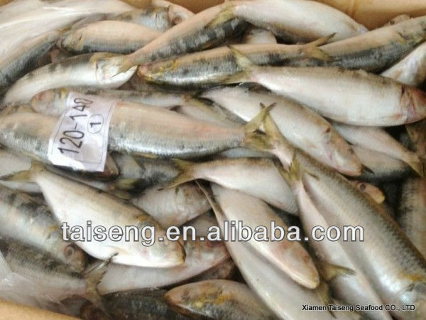High Quality all types of sardine fishes