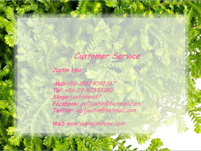 GMP supplier cinnamon extract/ceylon cinnamon extract