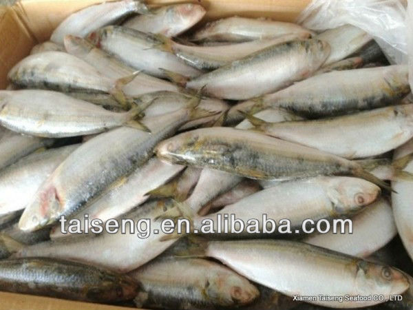 High Quality all types of sardine fishes