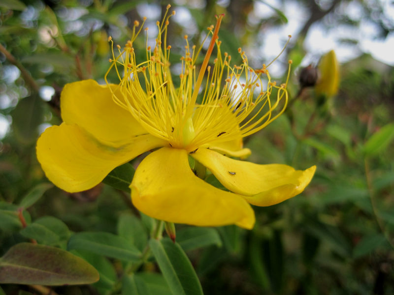Hypericum perforatum extract UV 0.3%