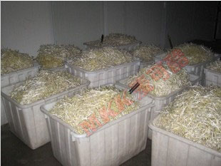 Bean sprout machine Mkk60