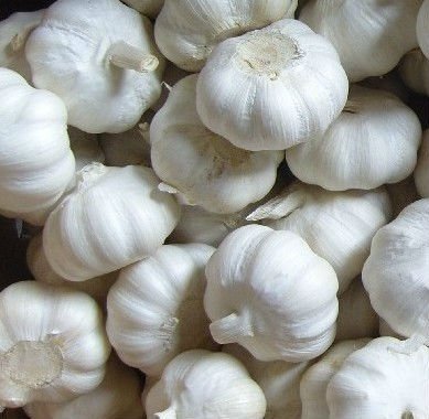 Garlic price 2013